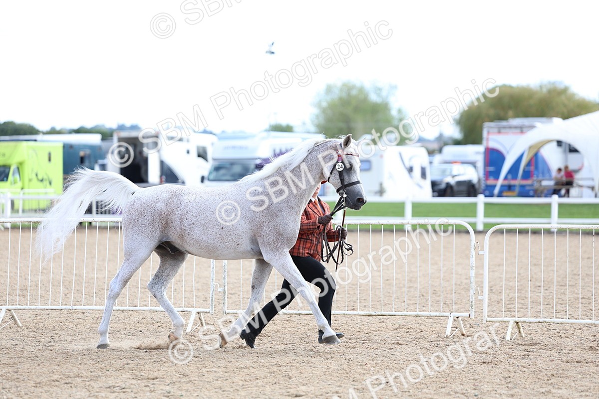 SBM_18725 - Class 317 - IH Pure Bred Horse-Pony