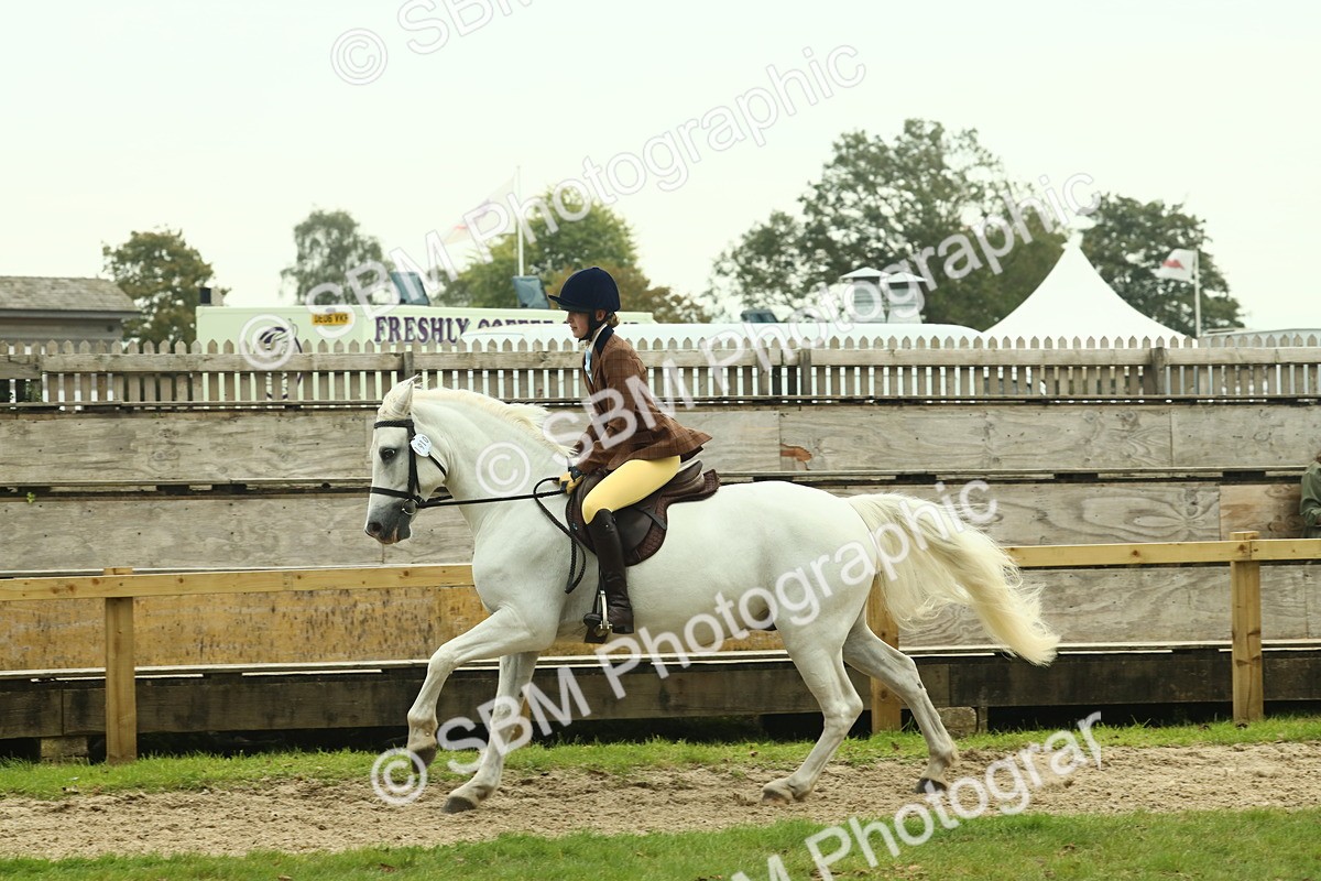 SBM_72182 - S60 - Mountain & Moorland Ridden Large Breeds