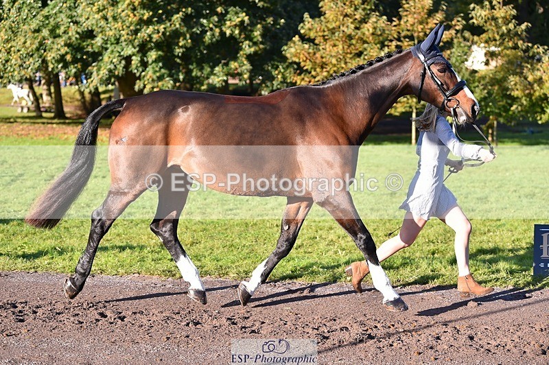 231022-095056-22069 - 449-INDI-Grace.Gillard-TrotUp+SJ