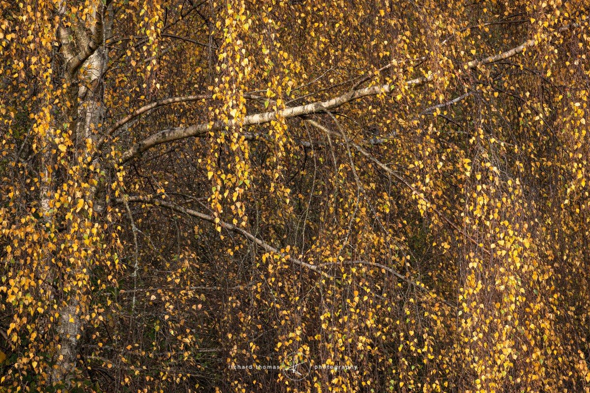 Aurulent falls - Woodland