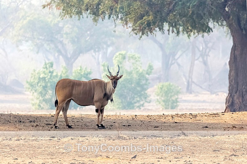 Eland - Mana Pools ~ The Mammals