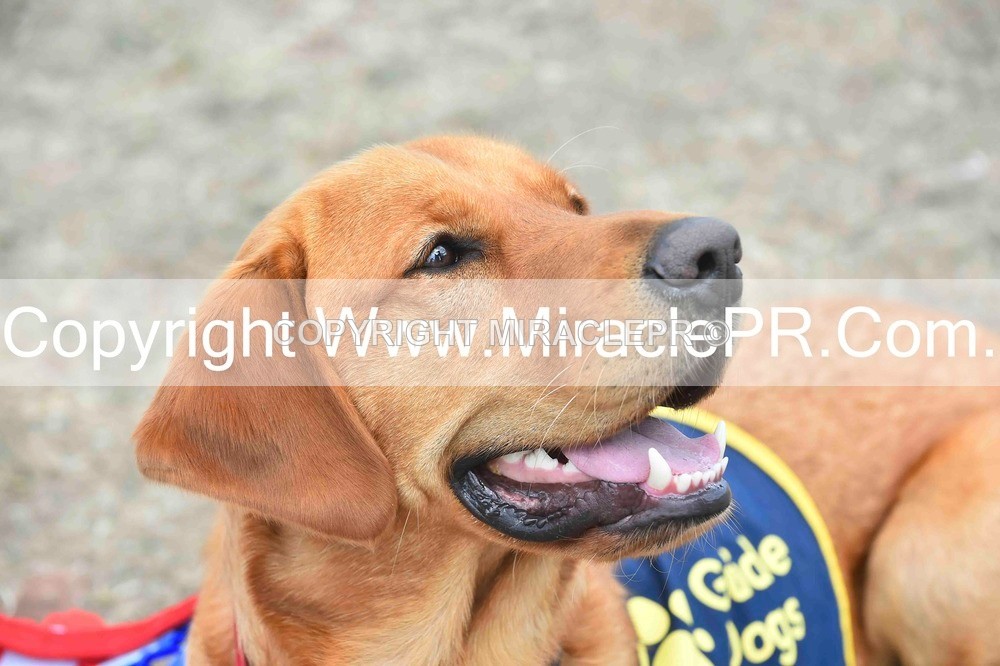SH4_0325 - Dog show.