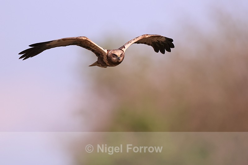 Marsh Harrier (male) close flypast, Montgai, Spain - Marsh Harrier