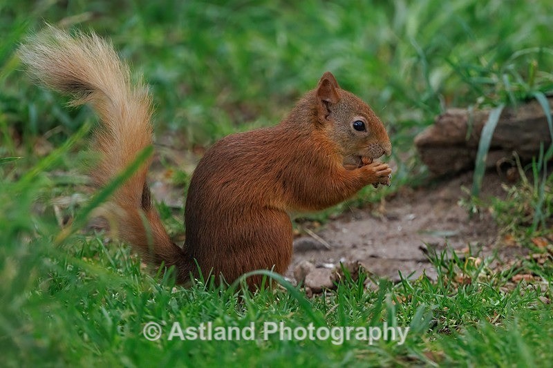 Red Squirrel - Latest Images