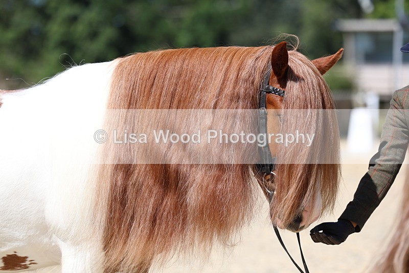 3E7A9926 - In Hand Championship