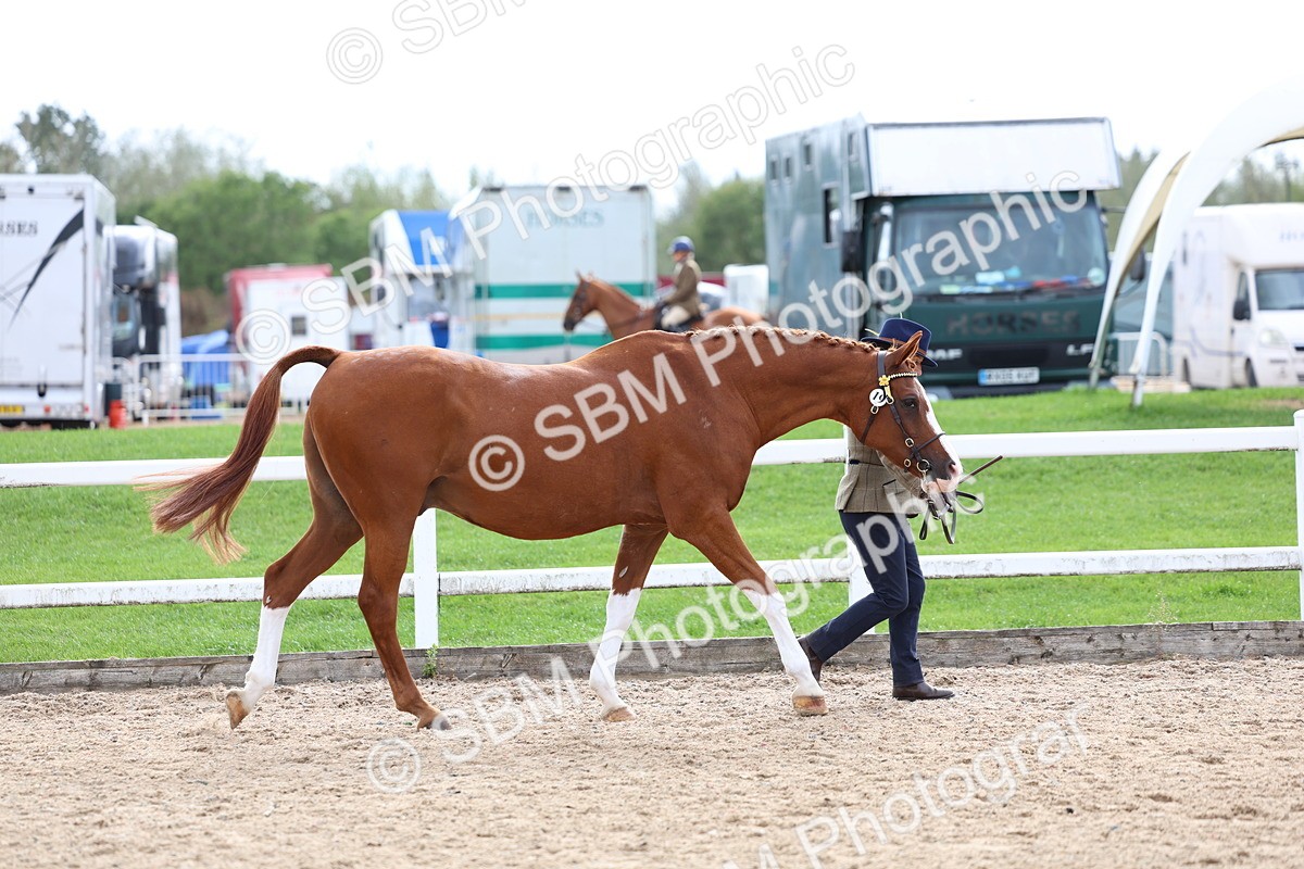 SBM_04437 - Class 26 - IH Foreign Breeds - Part Bred