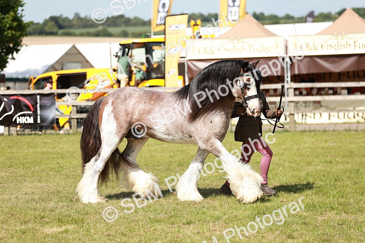 SBM_08876 - Class 63-65 - Traditional Gypsy Cobs In Hand & Ridden