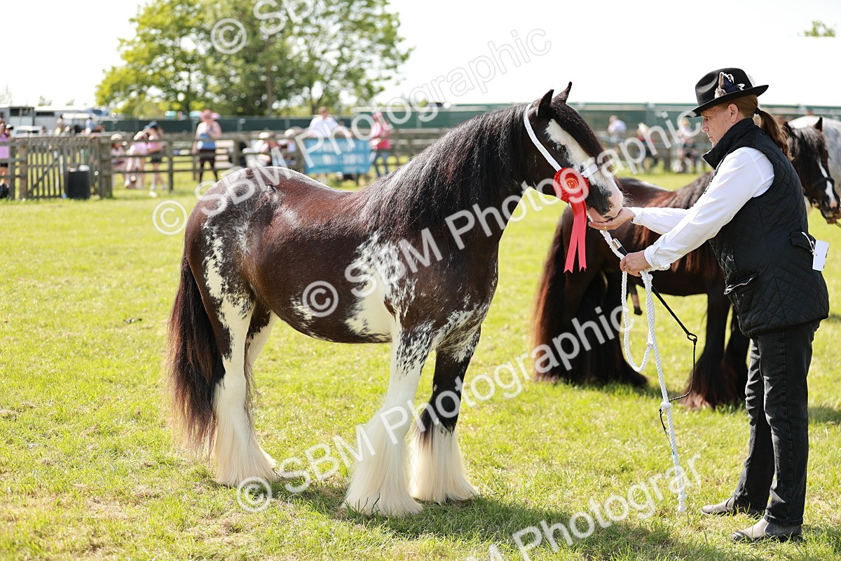 SBM_08692 - Class 63-65 - Traditional Gypsy Cobs In Hand & Ridden