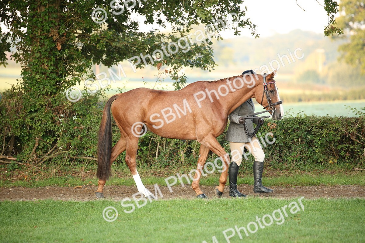SBM_56799 - S49 - Riding Horse & Hack & Thoroughbred In Hand