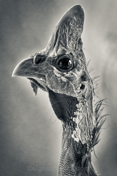 Kenya, Soysambu, Helmeted Guineafowl,