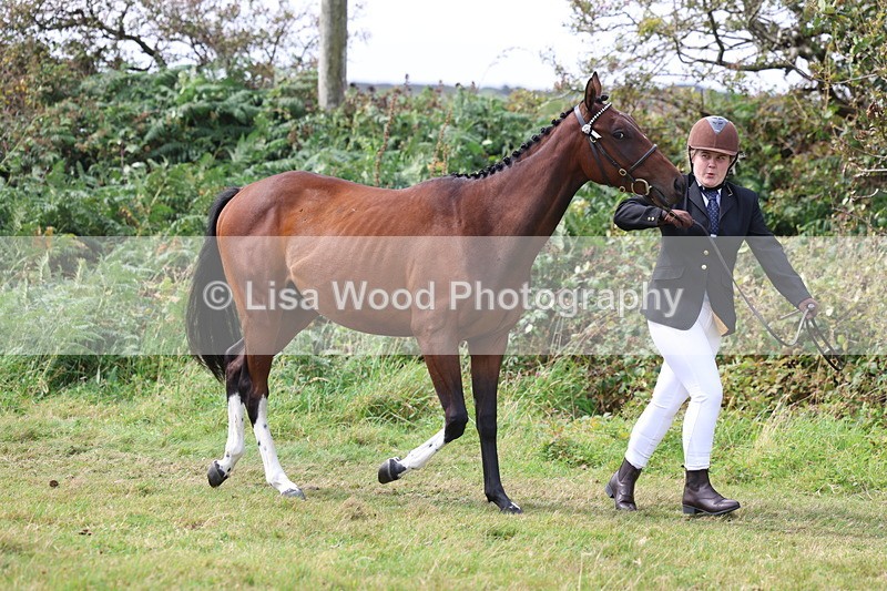 3E7A5504 - Class 20: Sports Horse In Hand