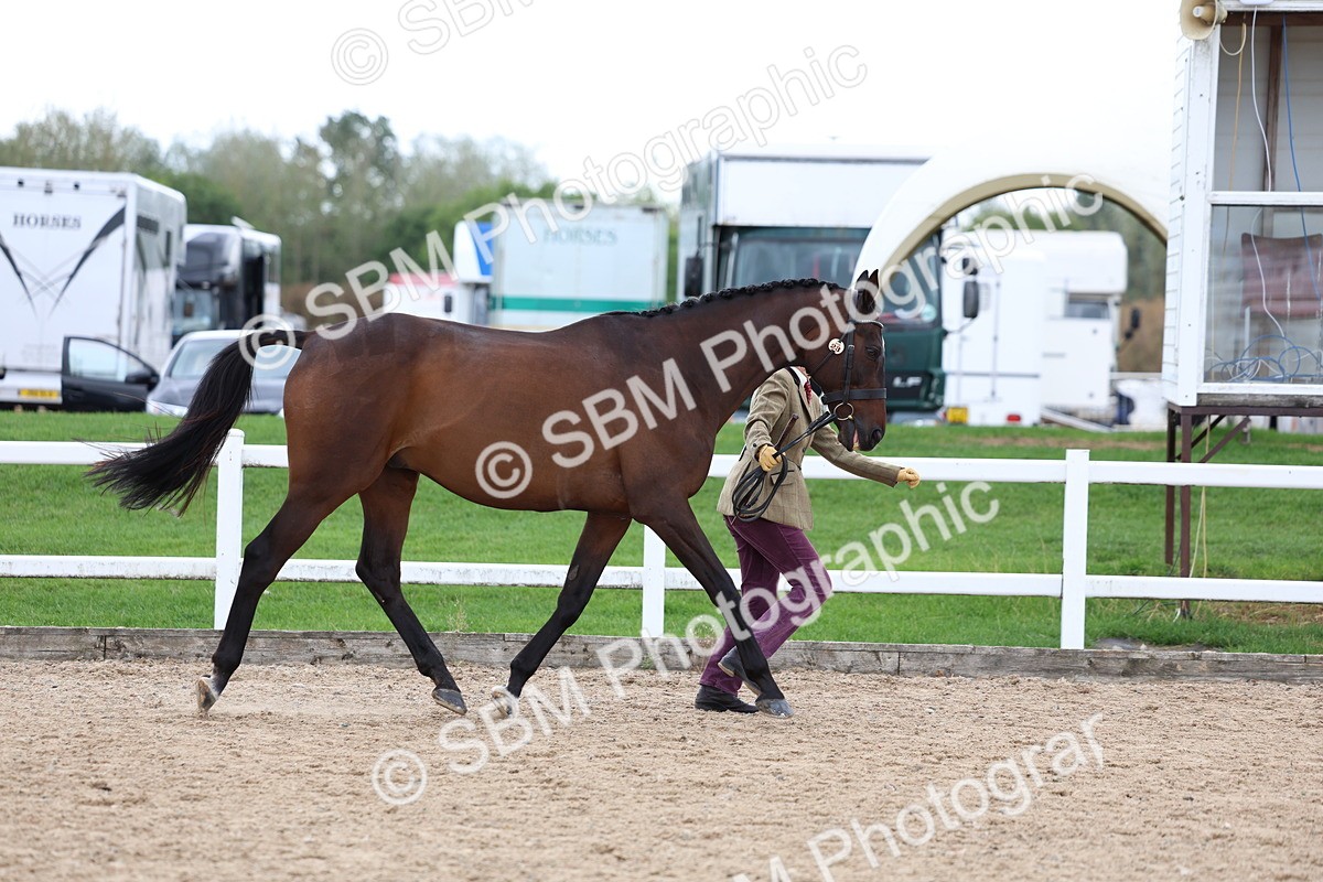 SBM_05001 - Class 27 - IH Competition Horse or Pony