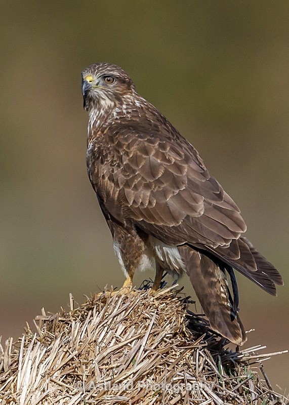 Astland Photography, Bird and Wildlife Images, Susan and Peter Wilson, U.K.