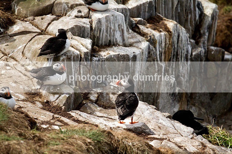 _CNP0502 - Farne Isles