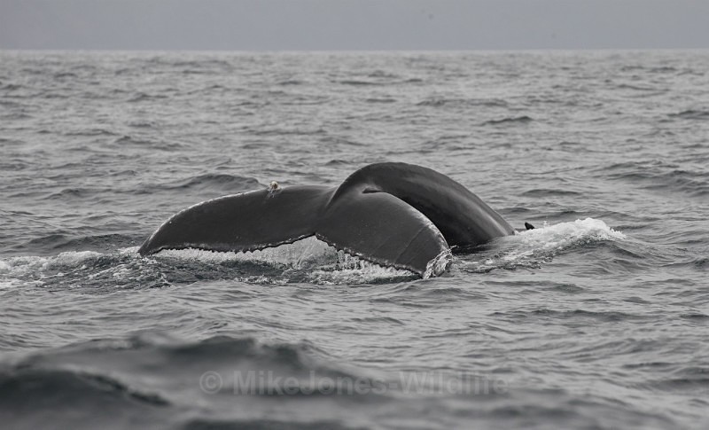 Humpback Whale Fluke, Pico Island, Azores - WHALES & DOLPHINS ( PICO, AZORES MAY 2013 & 2014 )