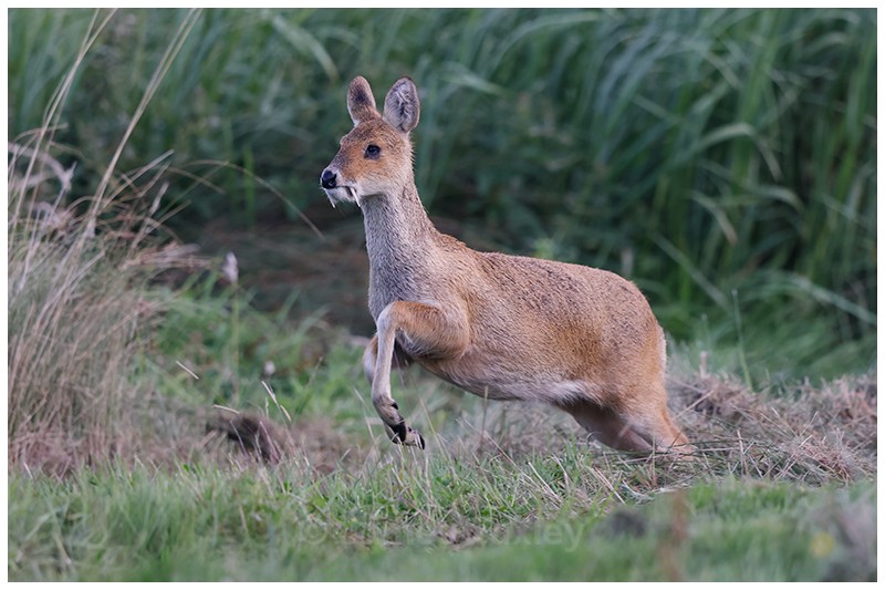 Leaping Deer - Latest Work