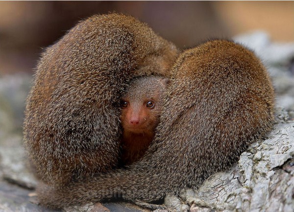 Mongoose Family - Captured Wild life/Domestic/ livestock Animals