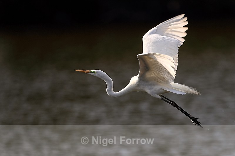 Great Egret flying over water, Venice Rookery, Florida - Great Egret