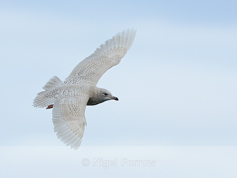 Juvenile Iceland Gull banking, Grundarfjörður, Iceland - Iceland Gull