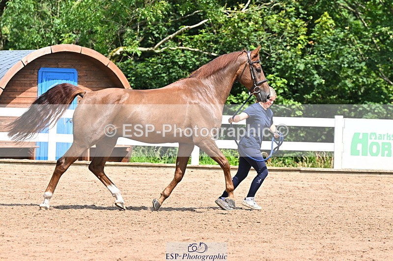 240718A-105256-01358 - Trot Up 12pm to 1pm