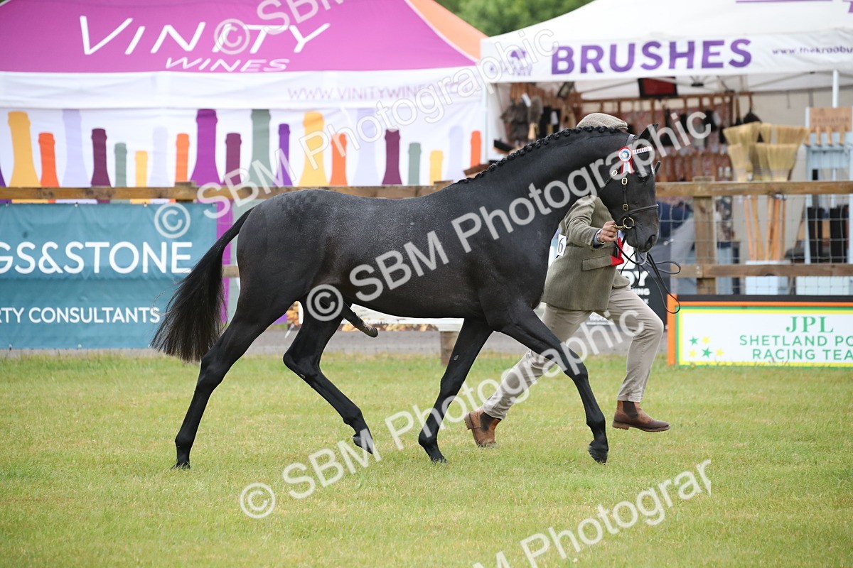 SBM_00211 - Class 17-20 - Arab & Part Bred - Anglo Arab In Hand