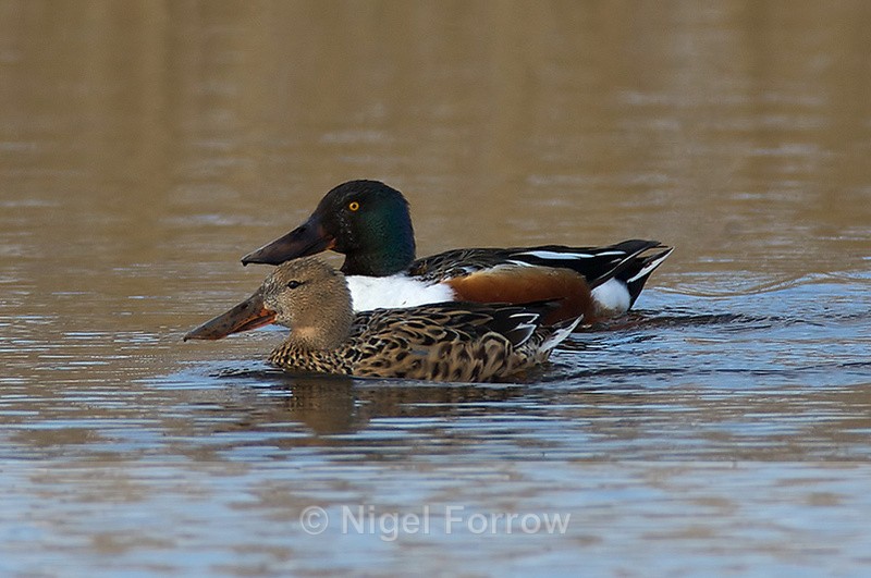 Shovelers - Shoveler