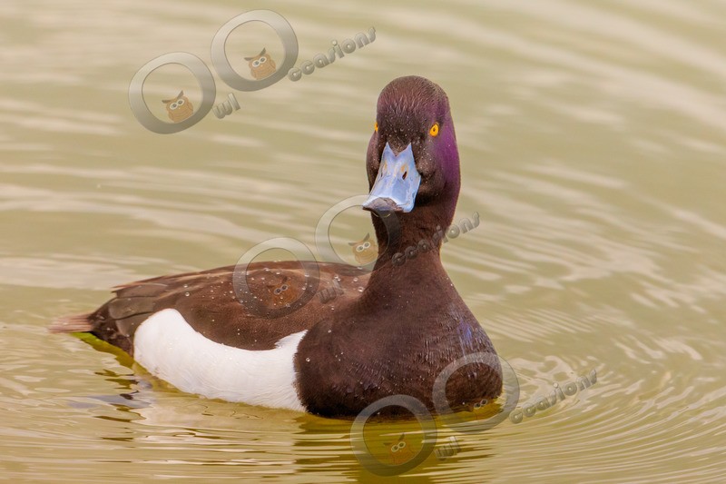 tufted duck Aythya fuligula-5615 - UK birds