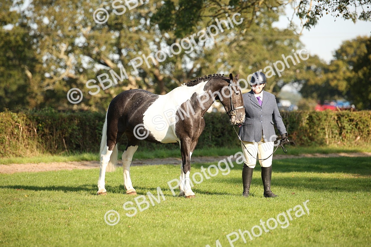 SBM_58679 - S51 - Piebald & Skewbald Horse In Hand