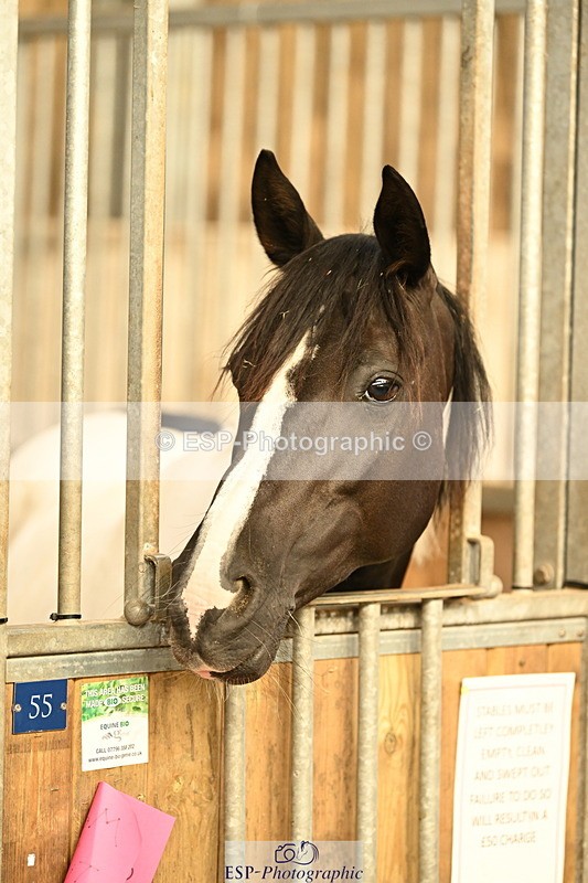 240809A-090010-00045 - Stable Shots