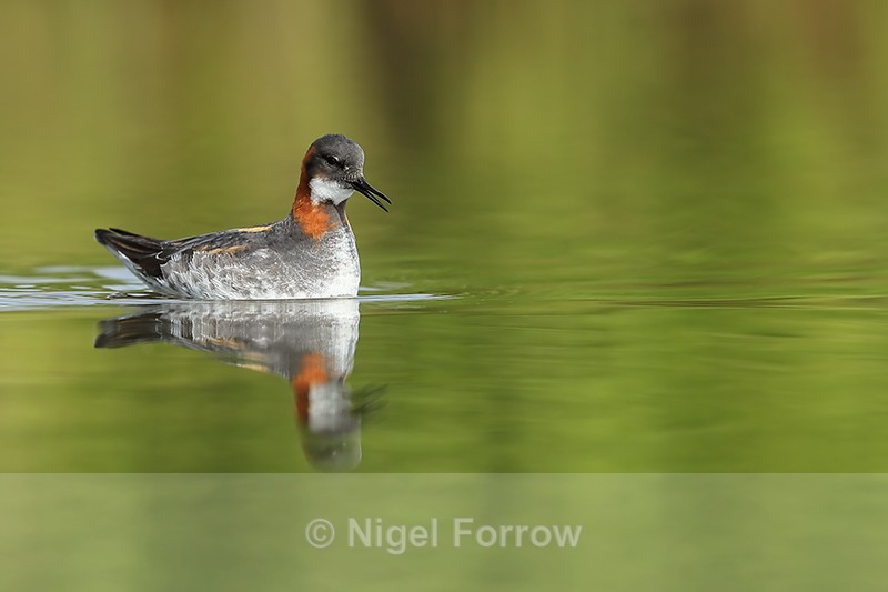 Red-necked Phalarope reflection, Iceland - Red-necked Phalarope