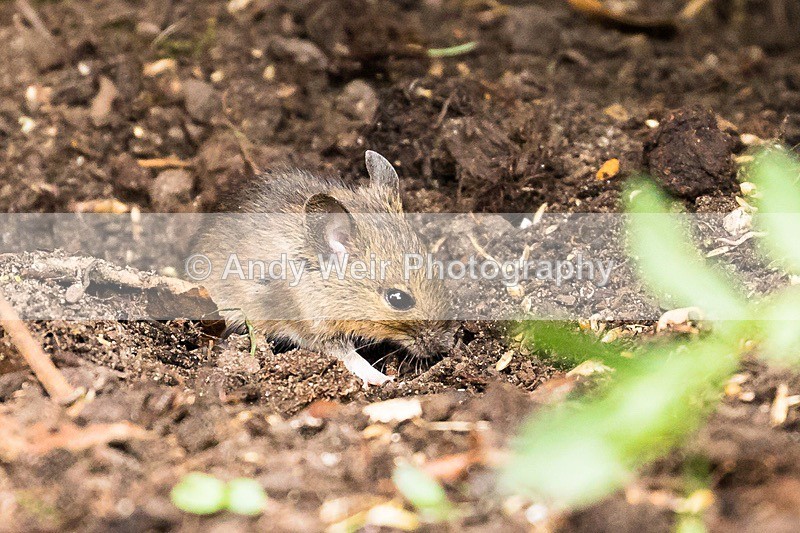 170705-untitled0006 - Wood Mouse