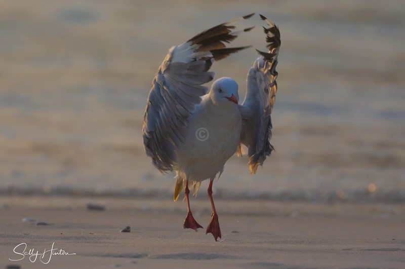 Gull Sunrise Dance 10