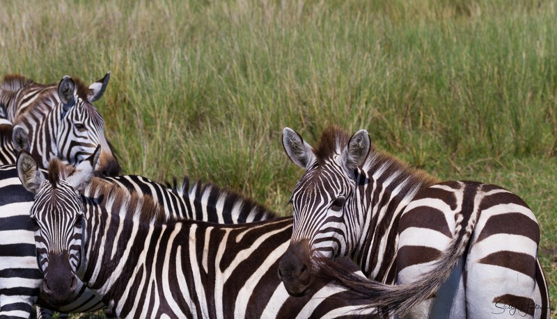 Zebra Herd 1