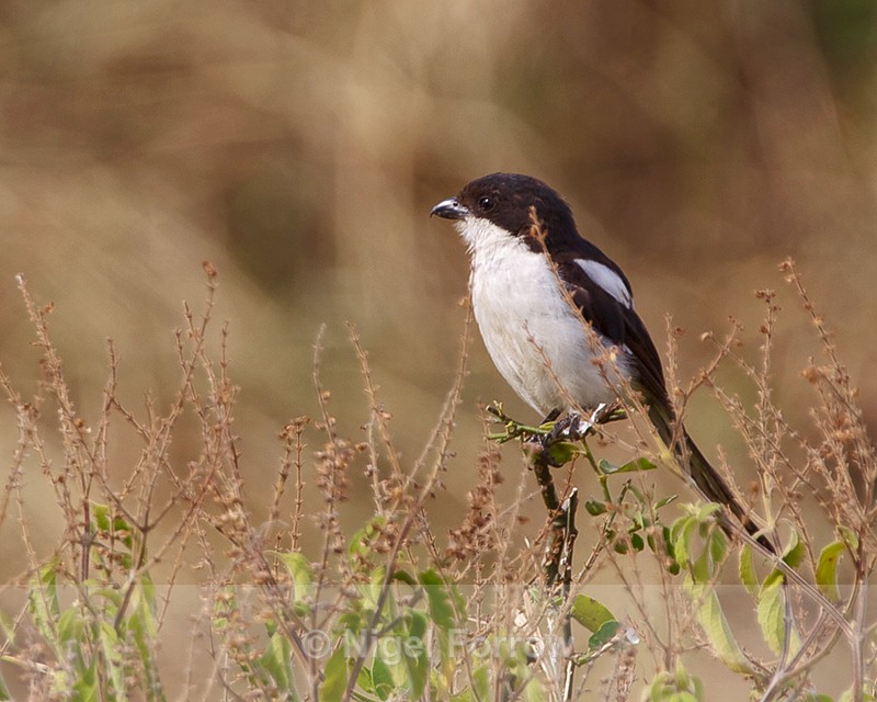 Common Fiscal perched on top of a bush - Common Fiscal