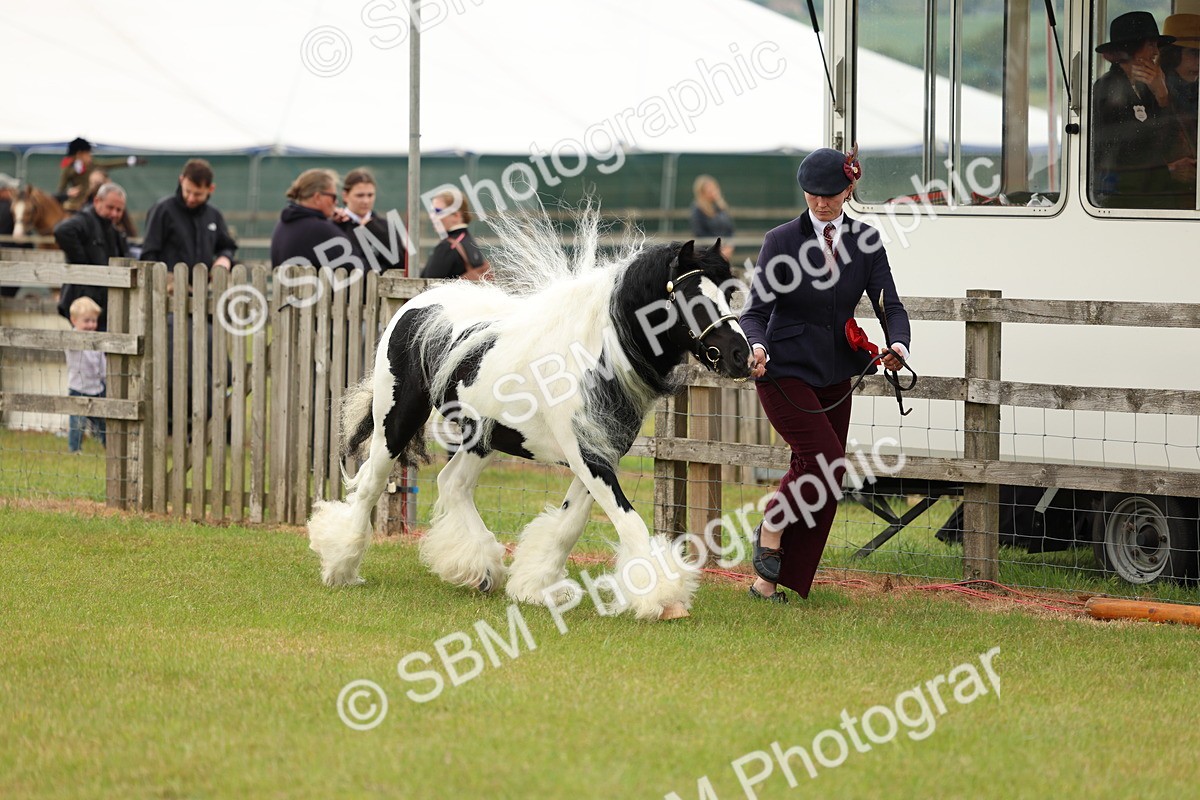 SBM_06267 - Class 39-41 TGCA In Hand and Ridden