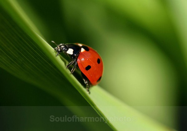 Leaf Lady - Invertebrate's Macro