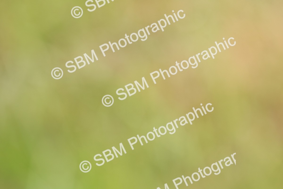 SBM_09701 - Class 44-45 - LIHS BSPS Open Nursery and Cradle Stakes