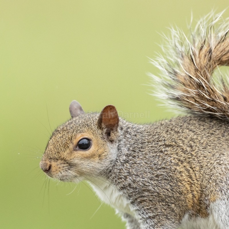 Grey Squirrel SD2534 - Greeting Cards