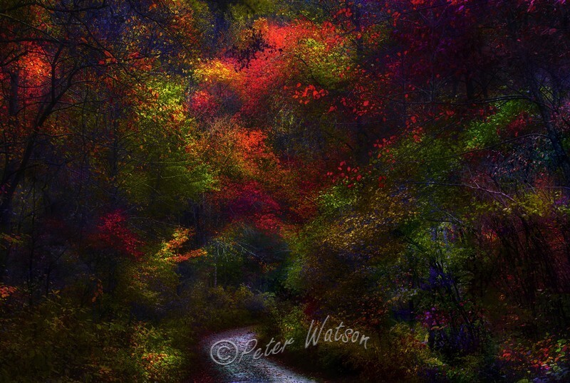 Chattahoochee Forest Georgia USA - Land