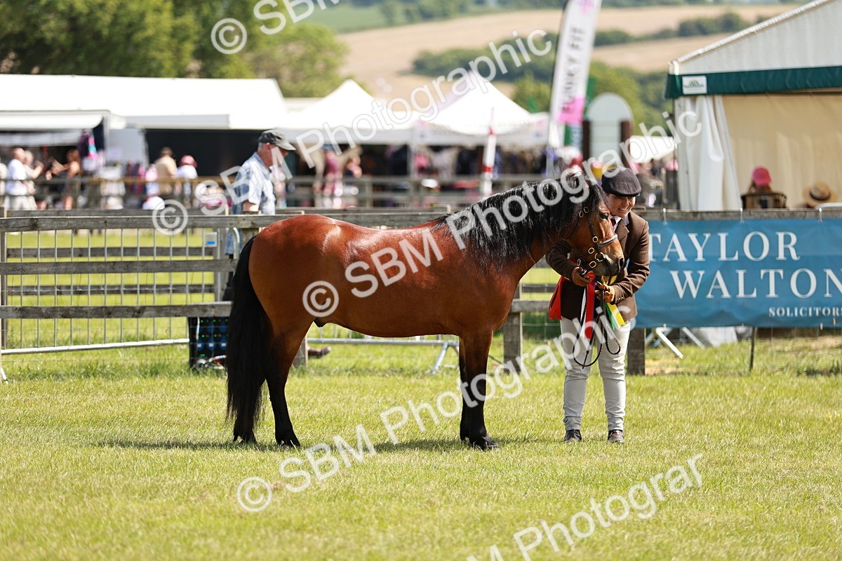 SBM_02518 - Class 14-23 - Mountain & Moorland In Hand Non Welsh