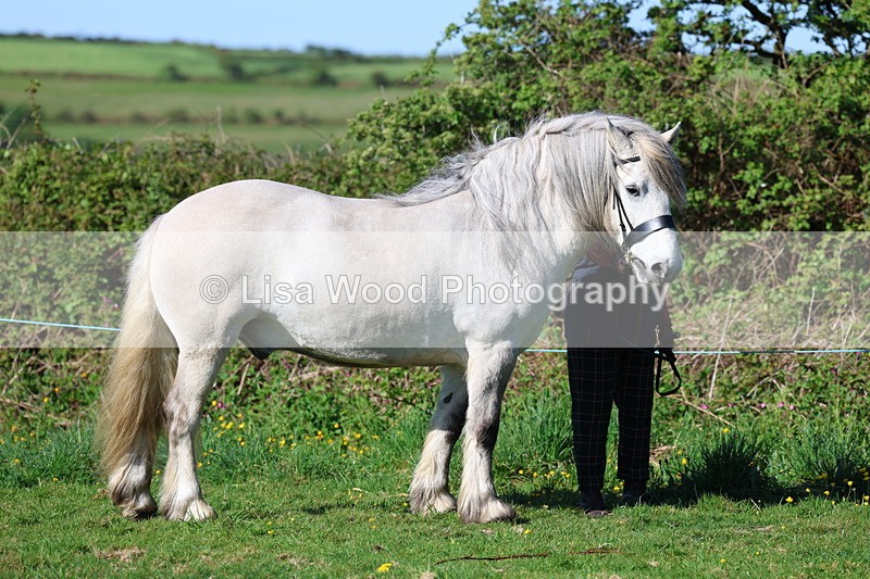 3E7A8528 - Class 13: M & M Large Breeds