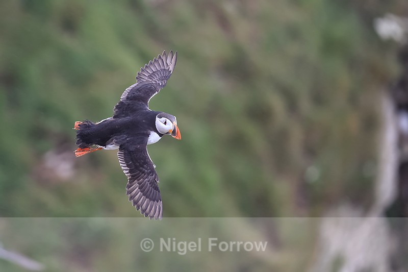Puffin in flight, green background - Bempton Cliffs, Yorkshire - Puffin
