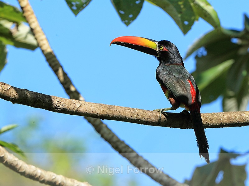 Fiery-billed Aracari, Costa Rica - Fiery-billed Aracari