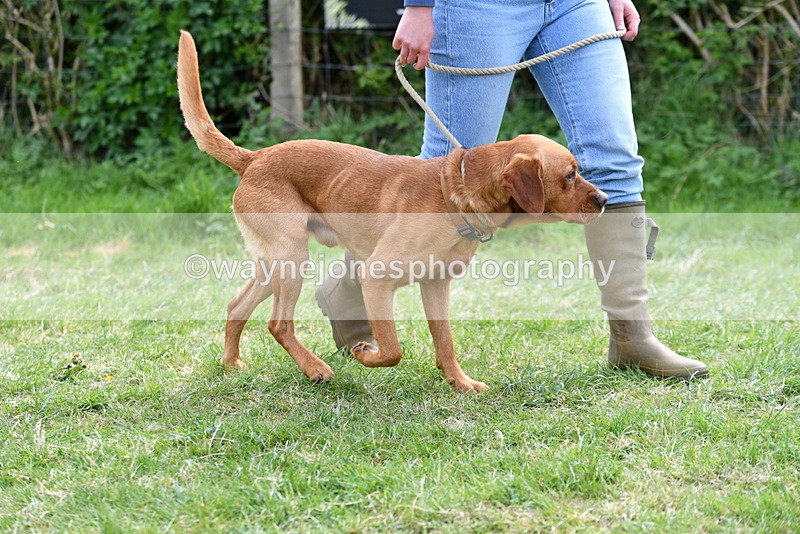 WJ5_9570 - Class 3 Most Handsome Dog