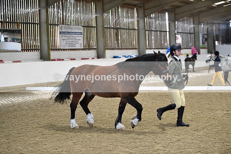 WJ5_4279 - Class 6 In hand M&M - Large Breeds