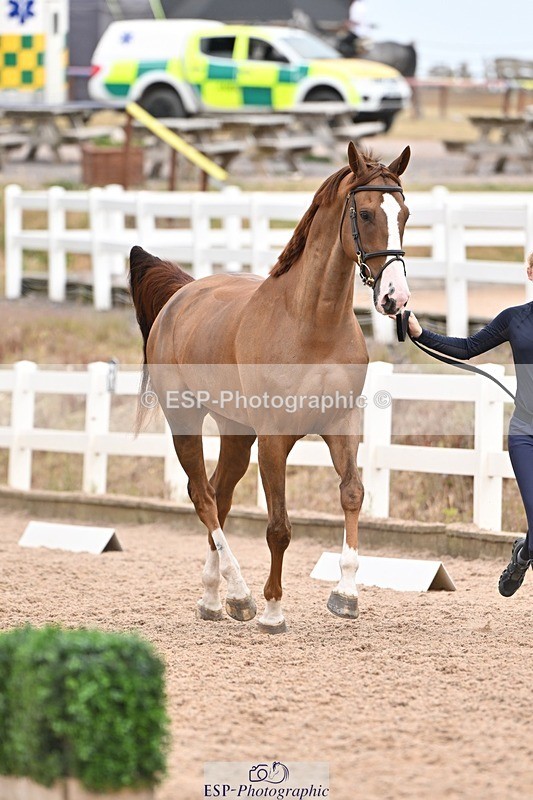 250716-161511-02522 - Trot Up 3.30 to 4.30