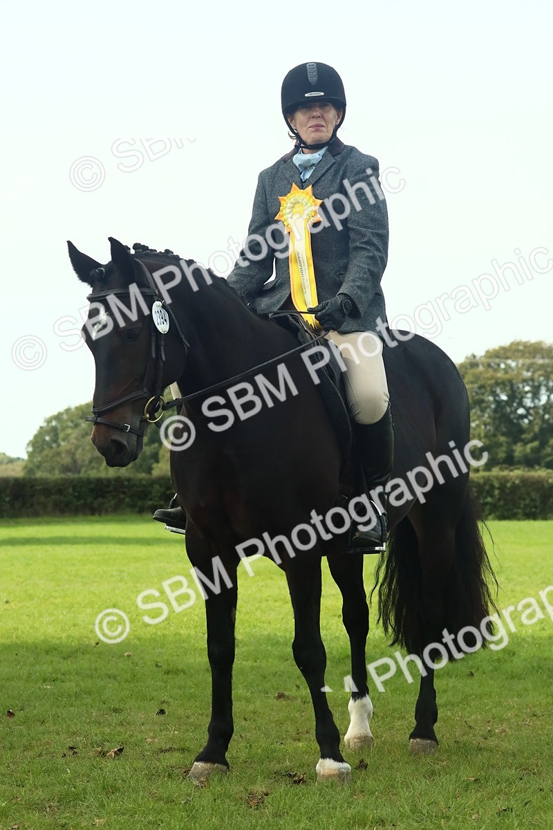 SBM_66797 - S34 - Rehabilitated Rescue Horse & Pony In Hand & Ridden