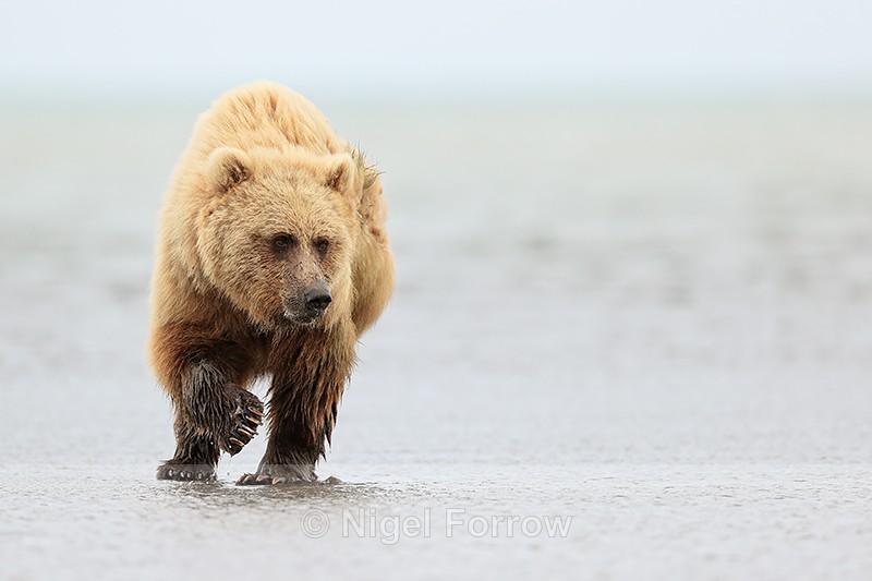 Brown Bear at low tide, Silver Salmon Creek, Lake Clark, Alaska - Brown Bear