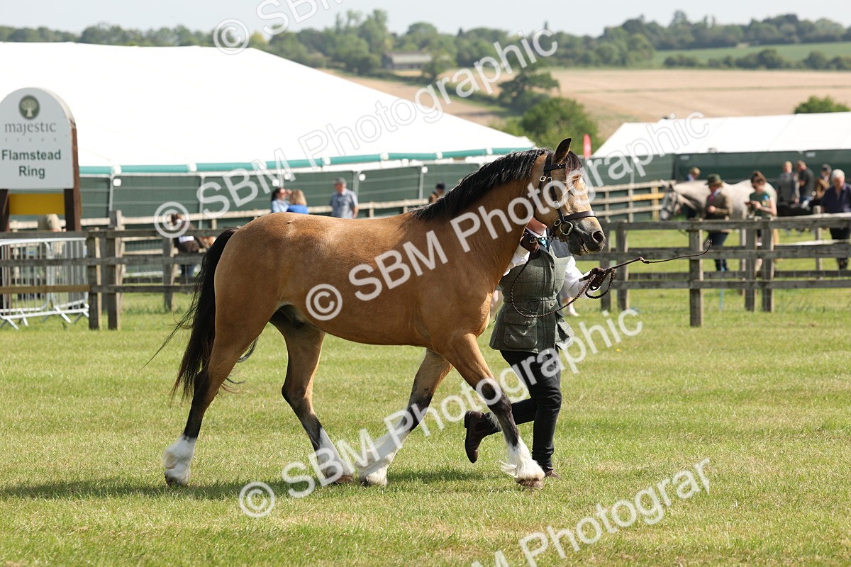 SBM_02145 - Class 6-13 - Mountatin and Moorland In Hand Welsh Breeds