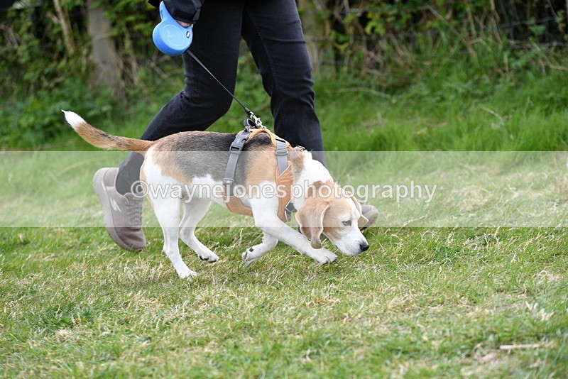 WJ5_0014 - Class 5 Best Veteran / 7 years & over